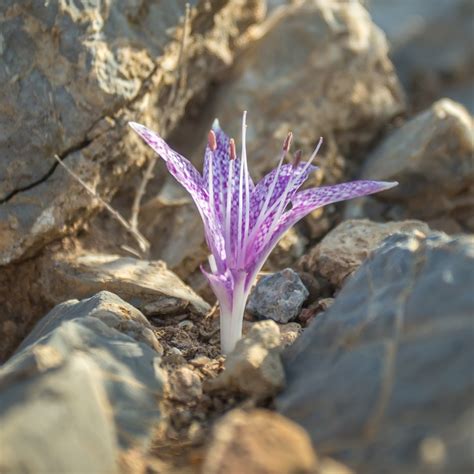 naked flower|Naked Lady (Colchicum)